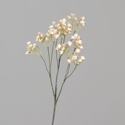 DPI Schleierkraut 70cm