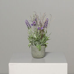 Lavendel im Zemettopf 22cm