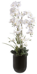 casa NOVA Orchidee 150cm